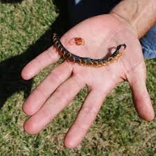 Pertama sekali, periksa katil anda sama ada ada pepijat atau telur. Petua Tips Jika Terkena Sengatan Lipan Ini Cara Yang Anda Harus Buat Sebelum Jumpa Doktor