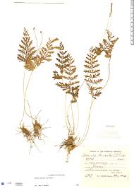 Image result for Anemiaceae