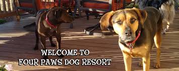 Mar 12, 2021 · 4 paws pet resort mesa. Four Paws Dog Resort Prescott Dog Boarding Dog Sitting Not Your Usual Dog Kennel