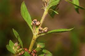 Image result for Elatinaceae