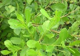Yuk Hilangkan Bau Badan Dengan Memanfaatkan Daun Ini Penghilang Bau Badan Tanaman Semak Tanaman