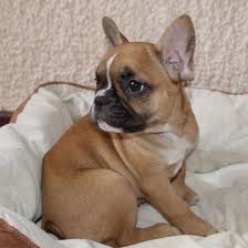 They have no markings on them, they have black pigment, black noses, black eye rims, black paw pads, and black lips. Red Fawn French Bulldog Puppy Fawn French Bulldog Pied French Bulldog Bulldog