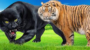 Tigers or panthera tigris is a feline from the felidae family. Tiger Vs Panther Fight Compare Jaguar Vs Black Panther