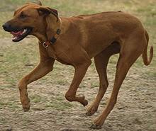 Adorable rhodesian ridgeback cross alsatian puppies for sale. Rhodesian Ridgeback Wikipedia