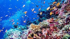 Onderwaterwereld Malediven Reizen Malediven Amazing Destinations
