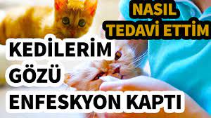 kedilerimin gozleri enfeksyon kapti kedi gozu tedavisi nasil yapilir taha yasin youtube