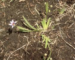 Image result for Sisyrinchium micranthum