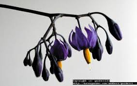 I stole from a fake plastic flower and fastened it to the middle of the paper one. Plant Identification Closed Vine With Small Purple And Yellow Flowers 1 By Gardenwife