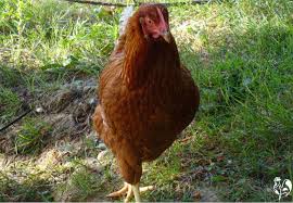 Big fire at the chemtool plant in rockton il breaking alternative news: Chicken Memorials Your Tribute To A Much Loved Hen Or Rooster