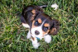 Then move on to some more unique, cute and interesting ideas too. 100 Unique Boy Dog Names Meanings That You Don T Hear Too Often