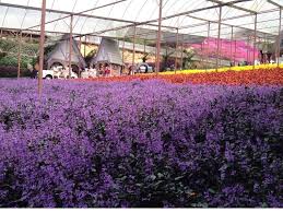 Cameron highlands resort, tanah rata. Tempat Menarik Di Cameron Highland Findbulous Travel