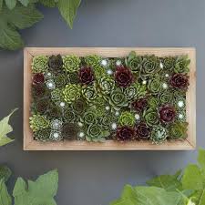 Indoor succulent gardens are fun and easy to make. Vertical Gardening With Succulent Living Pictures Tagged Diy Kits Succulent Gardens