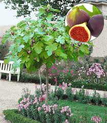 Feigenbaum Stammchen Feigen Bei Baldur Garten