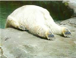 I Feel Like This Today Bear Funny Animal Quotes Polar Bear