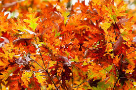 Image result for white oak leaf