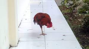 Katkı için teşekkür ederim tebrikler! Ayam Ini Tidur Berdiri Dengan Satu Kaki Youtube