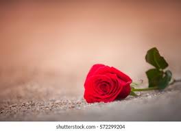 Red rose beach wallpapers / rose wallpaper rose red bush grass sunny 25873 1080x1920. Movie Video