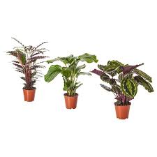 Calathea Pflanze Korbmarante Versch Arten 19 Cm Ikea Deutschland Ikea Pflanzen Pflanzen Zimmerpflanzen Ideen