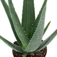 Durch die vielen inhaltsstoffe ist aloe vera der perfekte pflegestoff. Aloe Vera Pflege 123zimmerpflanzen