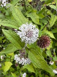 Image result for Lantana nivea