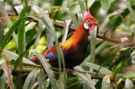 Barokah Farm Temanggung 4 Jenis Ayam Hutan Langka Ayam Hutan Ternak Ayam