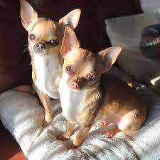 Happy Birthday Monty And Misty Are 2 Today Mychiandme Happybirthday Chihuahuasofinstagram Chihuahua Chihuahua Puppies Chihuahua Love Chihuahua Dogs