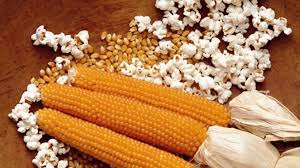 Boabe uscate de porumb pentru popcorn fierte cu sau fără zahăr. Porumbul De Popcorn O CulturÄ ProfitabilÄ Pentru Micii Fermieri PreÈul Unui Kilogram De Boabe Ajunge La 4 Lei