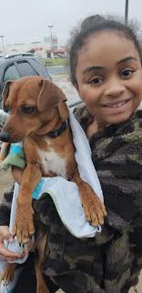 Found dog in Shelley Drive Byron Bay area