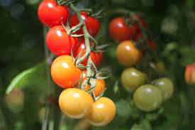 Tomato farming takes place in a variety of locations, from simple backyard gardens to full agricultural industry operations spanning many acres. Backyard Farms Tomato Tasting 4 9 10am 2pm Cloverknd Clover Food Lab