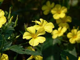 Image result for Reinwardtia indica