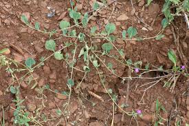 Image result for Corbichonia decumbens