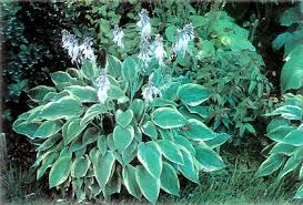 A product containing iron phosphate will take care of the slugs. Jars V39n3 Rhododendron Companion Plants