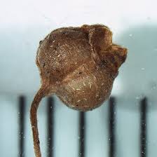 Image result for Oldenlandia capensis