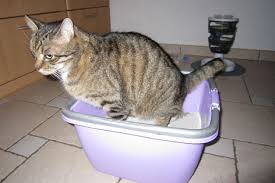 Vorbeugung wenn sie das problem von vornherein vermeiden möchten, lassen sie ihre katze am besten im alter von 4 bis 6 monaten kastrieren. Unerwunschtes Markieren Und Urinieren Radio Tirol