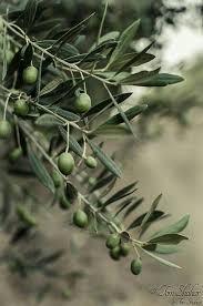 Aditunas Growing Olive Trees Olive Tree Olive
