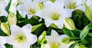 Negeri sembilan darul khusus, paduka seri tuanku jaafar ibni almarhum tuanku. Ini 5 Bunga Putih Popular Naikkan Seri Majlis Perkahwinan Impiana