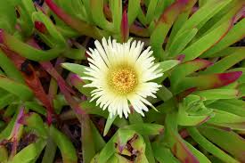 Image result for Carpobrotus