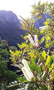 Image result for Cunonia capensis