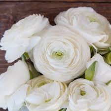 The site owner hides the web page description. White Ranunculus Fresh Cut Flower Fiftyflowers Com
