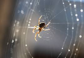 Image result for Arachniodes webbiana
