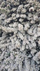 Image result for Pycnosphaera buchananii