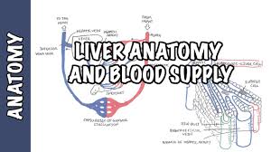 Oxygenated blood is then returned to the left atrium of the heart by four blood from the small intestines, large intestines, stomach, pancreas and spleen flows into the liver by the hepatic portal vein. Liver Anatomy And Blood Supply Youtube