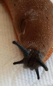 How to get rid of slugs in your garden and yard slugs inhabit dark and moist places, commonly, areas around plant beds, vegetable or fruit patches like potatoes, cabbage, pumpkins, grapes and strawberry, eating all types of vegetation and causing a menace in your garden. The Secret Lives Of Slugs Coastal Interpretive Center