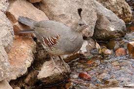 Ebird Checklist Usery Mountain Regional Park Arizona Thu Apr 07 2016 16 Species 2 Other Taxa Bird Species Game Birds Species