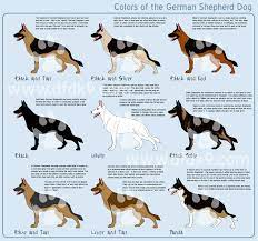 All our puppies have at least 3 world champions in their pedigrees. White German Shepherd Puppies For Sale In California Pets Lovers