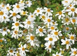 Bidens golden empire, im ca. Zweizahn Bidens Fototapete Fototapeten Zierpflanze Geblumt Hof Myloview De