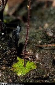 Image result for Genlisea