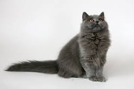 They are quite docile and laid back. Long Haired British Blue Cats British Longhair Lilo Pet Russian Blue Cat British Shorthair Cats Cats