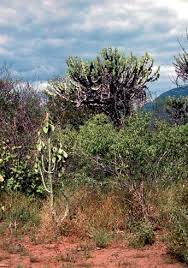 Image result for Euphorbia matabelensis
