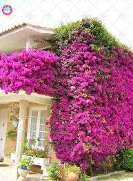 20pcs Garden Climbing Plants Bougainvillea Spectabilis Willd Plant Bougainvillea Plant Perennial Flower Plant Bahce Fikirleri Ortancalar Cicek Bahcesi